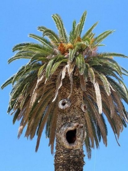 palmier-Funny-tree
