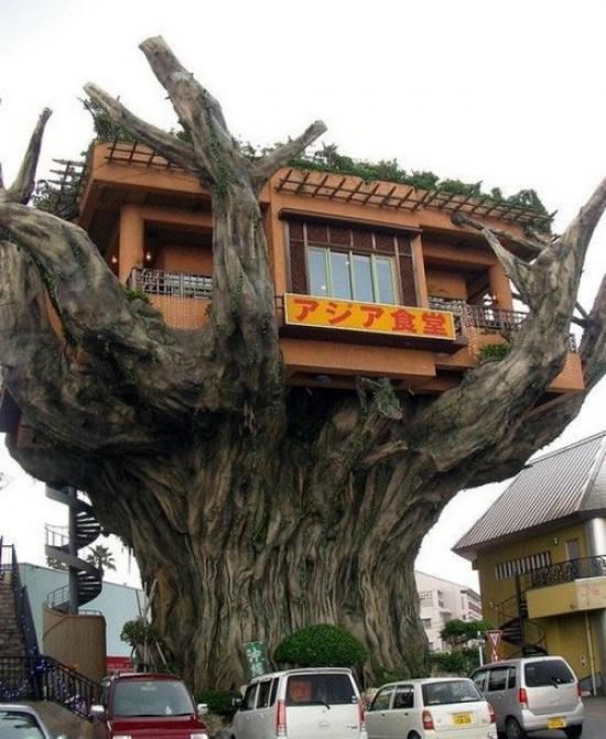 maison sur un arbre