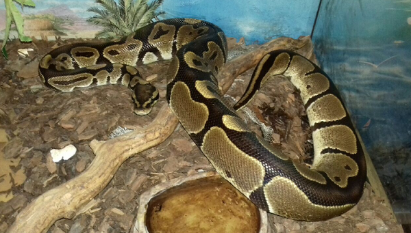python royall