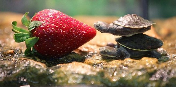 tortue et fraise