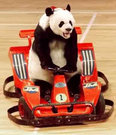 un panda fo du volant