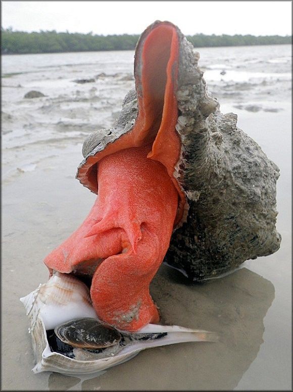 escargot  de mer