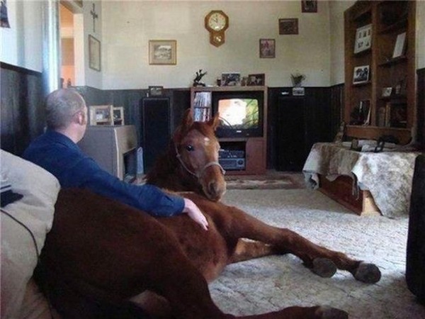 il regarde la télévision avec son cheval