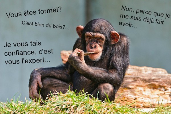 chimpanze-