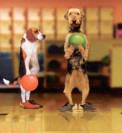 bowling-dog