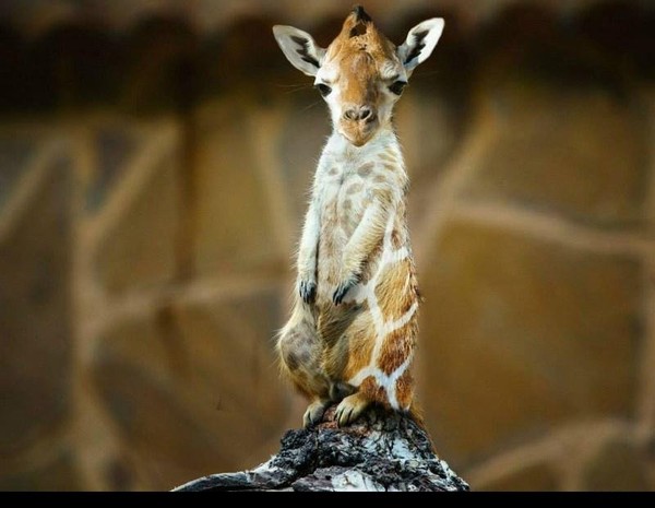 chien de prairie girafe