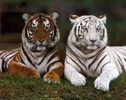 bebe-tigre-blanc-et-roux