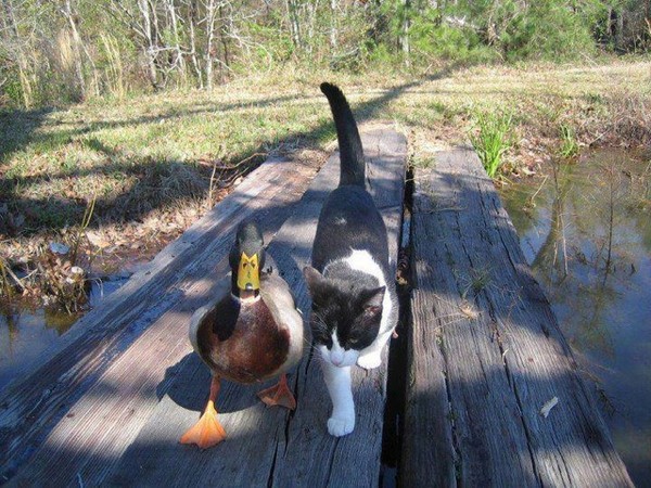 chat et canard