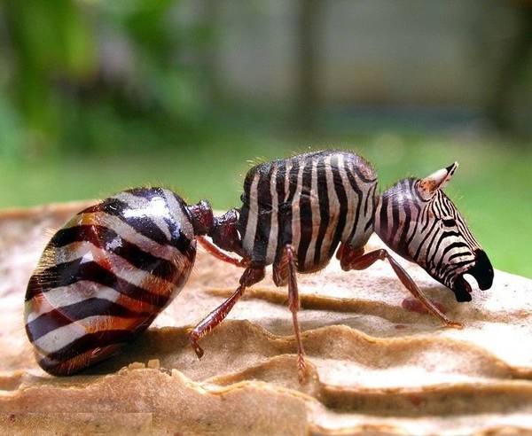 fourmie zebre