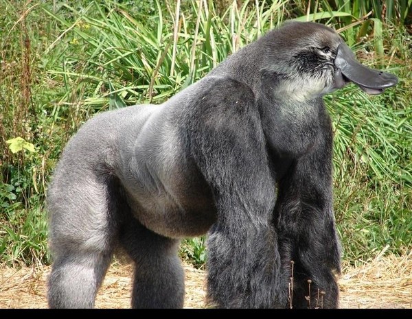 gorille dos argenté ornithotynque