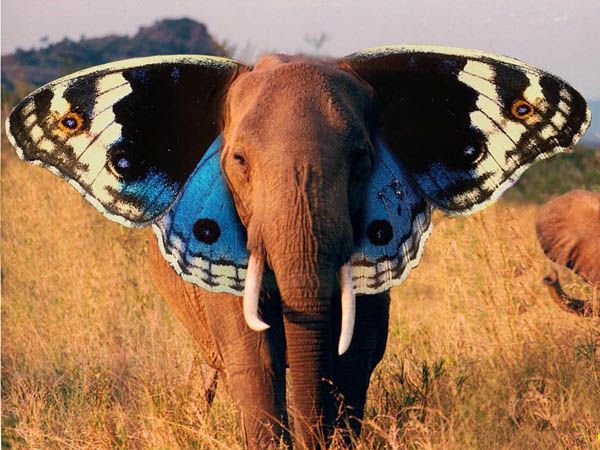 elephant-butterfly-2