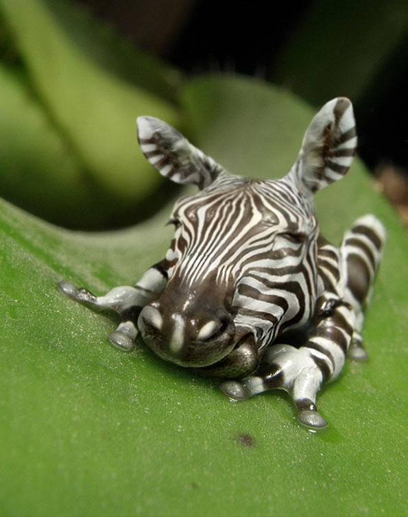 zebre grenouille