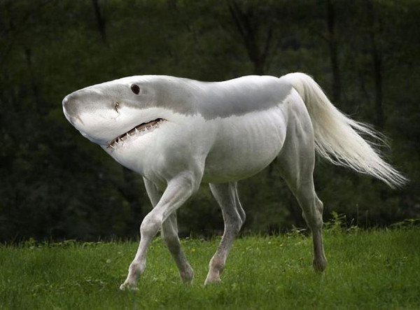 requin cheval
