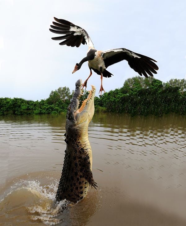 crocodile qui veux attrappe un canrd