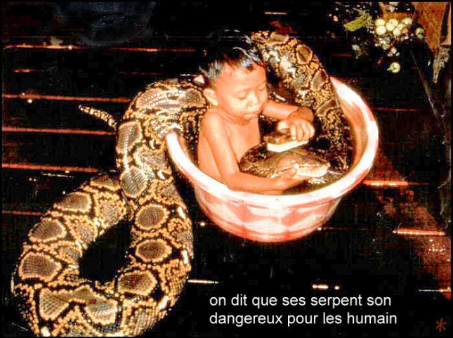 les_bian_du_python_reticile
