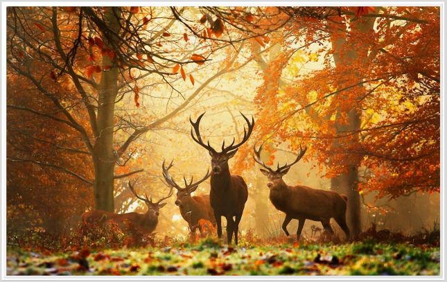 nature-paysages-automne-