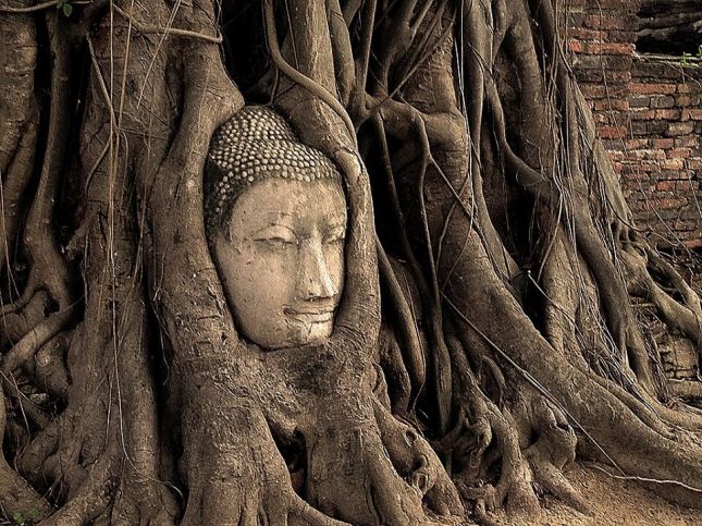 tete-boudha-arbre-ayutthaya-thailande