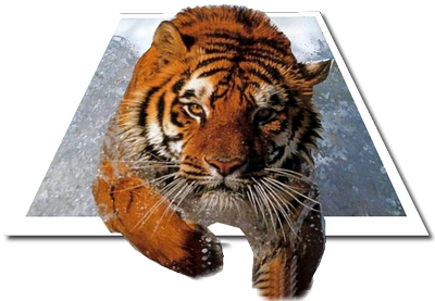 tigre-hors-cadre